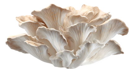 white oyster mushrooms isolated on white background, HD realistic