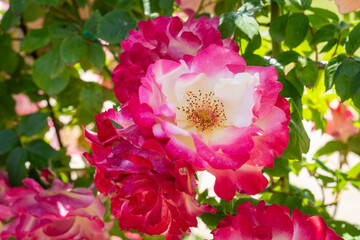 Freshly blooming colorful roses in a rose garden in spring sunshine
