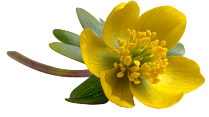 winter aconite spring flower macro isolated on white background, HD realistic