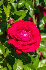 Freshly blooming red rose in a rose garden in spring sunshine