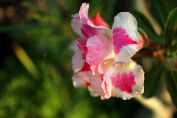 Pink and White Desert Rose Flower Close-up, Adenium Obesum Exotic Botanical Plant for Gardening and Spa Decoration