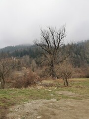 Dramatic view of a large, ancient bare tree dominating a misty forest landscape on a cloudy day....