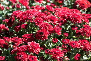 Beautiful blooming Chrysanthemums.