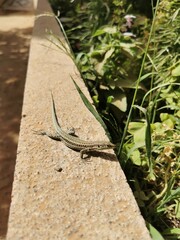 Small green lizard soaking up the sun on a warm stone wall amidst lush green foliage. Wild nature scene