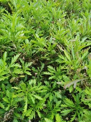 Dense close-up of vibrant green plant leaves and stems, showcasing natural growth and texture.