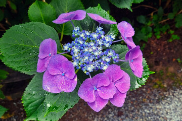 Vibrant Purple Hydrangea Blossom with Lush Green Foliage for Nature and Garden Enthusiasts