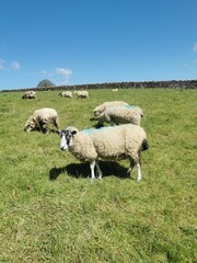 Several sheep with thick wool grazing in a vibrant green field under a clear blue sky, with a dry...
