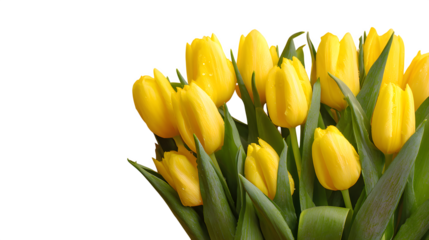 yellow tulips on vibrant yellow spring background isolated on white background, copy space, HD realistic