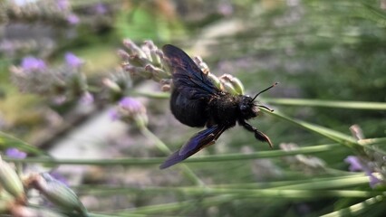 Abeille charpentière noire en gros plan butinant une fleur de lavande fly on flower