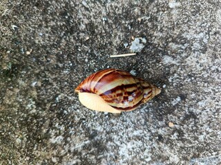 Brown snail crawling on concrete floor close up
