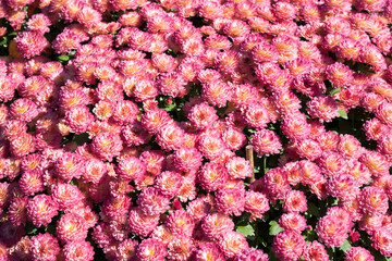 Beautiful blooming Chrysanthemums.