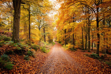 Fototapeta premium A peaceful autumn path covered in colorful fallen leaves, showcasing the serene beauty of the forest during the fall season.