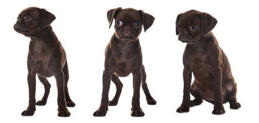 Obraz premium Cute Brabancon Griffon puppy on white background, set of photos. Adorable dog