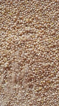 White millet seeds pouring into pile. Dry grains falling. 4k vertical concept