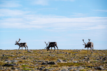 Reindeers (Rangifer tarandus) standing on grassland near the north cape in norway