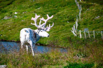 White Reindeer (Rangifer tarandus) standing on grassland near the north cape in norway