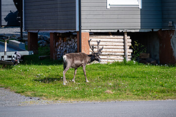 Reindeers (Rangifer tarandus) standing in a town near the north cape in norway