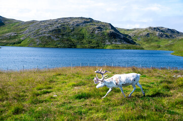 White Reindeer (Rangifer tarandus) standing on grassland near the north cape in norway