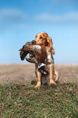 A red-haired dog of the hunting spaniel breed holds a pheasant in its mouth. Pheasant hunting with...