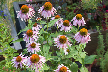 group of pink blooming echinacea plant in the garden. healing herb