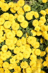 Beautiful blooming Chrysanthemums.