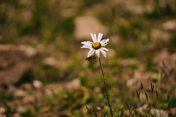 A butterfly sits on a daisy