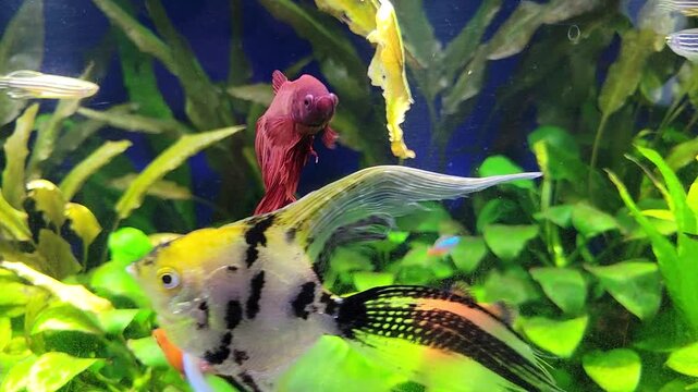 Aquarium with Angelfish, Betta, Platy, Neon, Danio Fish swimming above a thick carpet of densely greenery of  Nana Anubias, Cryptocoryne Hudoroi and Java fern