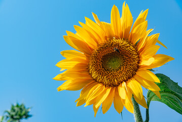 Sunflower and Bee Against Blue Sky