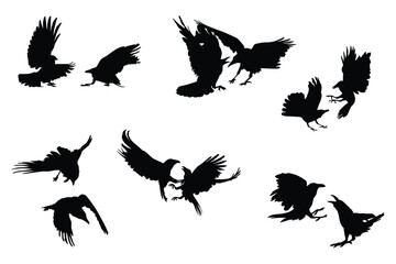 Flying and fighting  Raven and Crow silhouette birds in different poses on white background