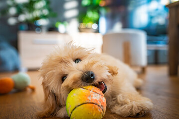 Fluffy Puppy Maltipoo Playing with Toy Ball at Home