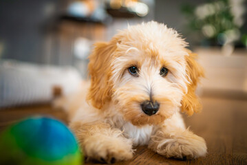 Adorable Fluffy Maltipoo Puppy Indoors with Toy