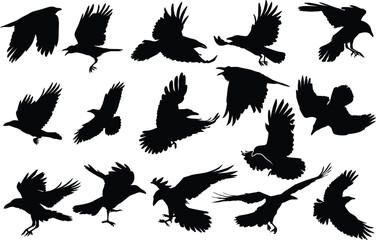 Flying Raven and flying Crow silhouette birds in different poses on white background