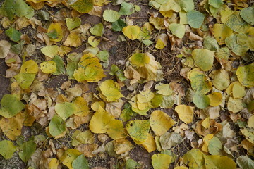 Scenic autumn leaves on woodland floor in Thurgarton, Nottinghamshire, England.