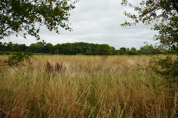 Beautiful autumn meadow with tall grass and woodland under overcast sky in Thurgarton,...