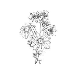 Obraz premium Calming tea herbs vector illustration hand drawn in ink. Graphic image with chamomile, linden. Template for design of herbal tea and aromatic oils