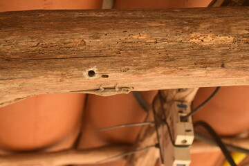 Lagartixa bege pequena camuflada sobre tronco de madeira de telhado de casa de barro, briba nova...