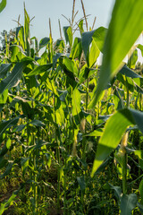 Green corn plants growing in field on sunny summer day, natural farm agriculture