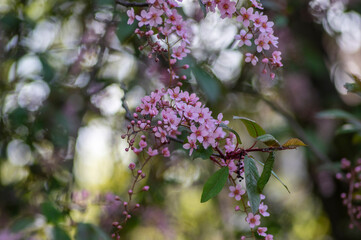 Prunus padus colorata pink flowering cultivar of bird cherry hackberry tree, hagberry mayday tree in bloom in sunlight
