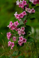 Obraz premium Weigela coraeensis pink white flowering shrub plant, group of colorful flowers in bloom