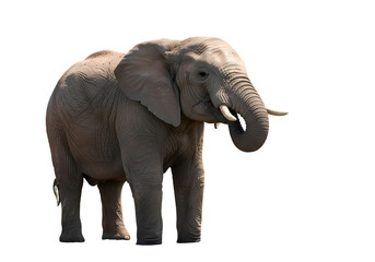 Fototapeta premium African Elephant: Majestic Mammal in Savanna Setting