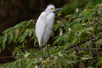 Snowy Egret (Egretta thula) Perched in Green Foliage Costa Rica, Bird Wildlife Photography