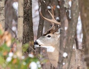 White-tailed deer in winter forest