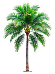 Tropical palm tree isolated on transparent background with green leaves