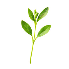 Fototapeta premium Green Sprig Rising Isolated Tender Plant on Black Background, Studio Shot.
