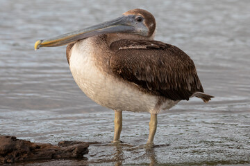 Brown Pelican (Pelecanus occidentalis) Juvenile Standing in Shallow Water Costa Rica, Bird Wildlife Photography