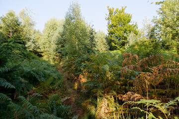 Fototapete bei efototapeten.de bestellen   