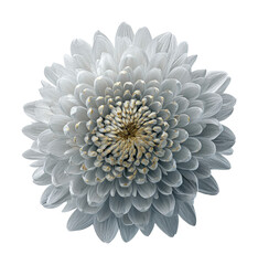 Captivating white flower nature bright environment isolated on transparent background