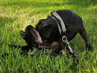 dog lying on the grass