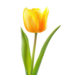 Naklejka premium and keyword list based on the image.. Yellow Tulip Blooming in Natural Outdoor Setting on Black Background
