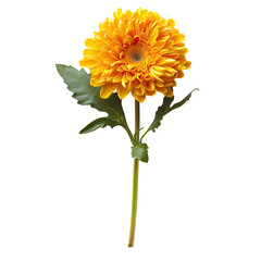 Naklejka premium Vibrant, golden-orange flower with green stem and leaves, isolated